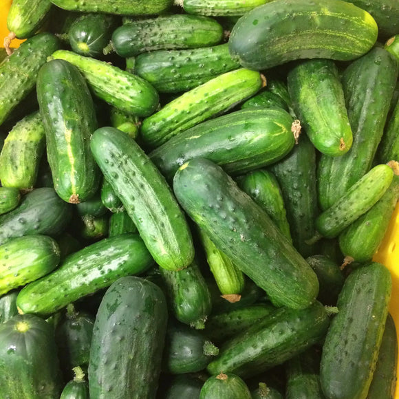 Pickling Cucumbers