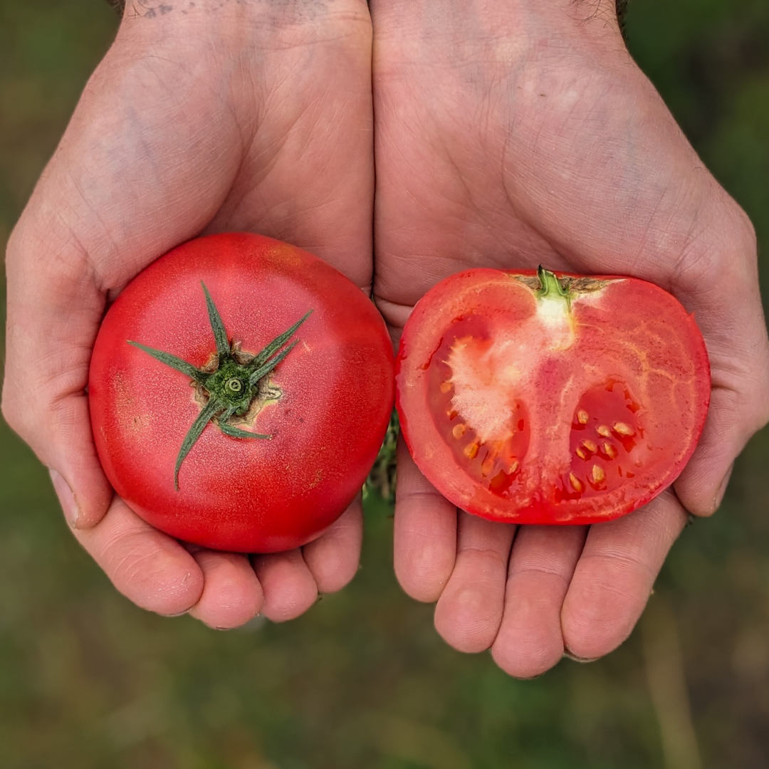Tomatoes