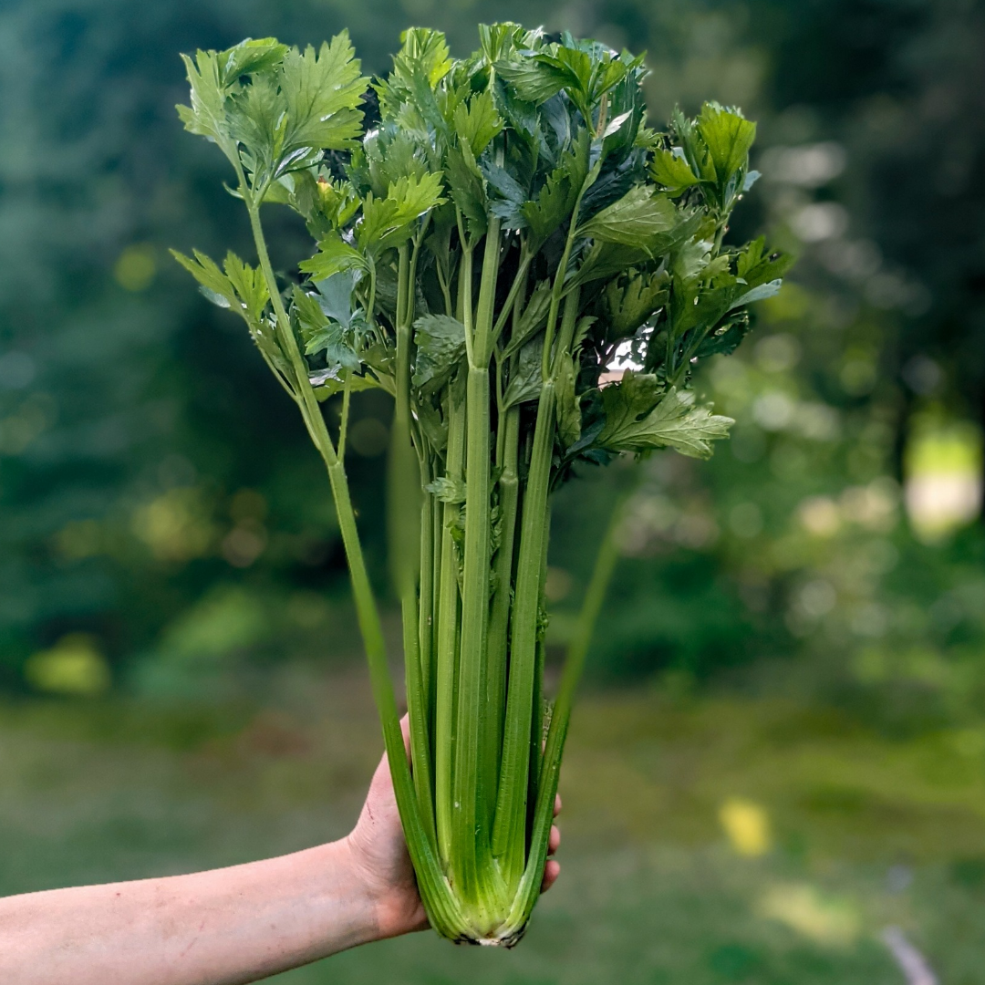 Celery Bunches