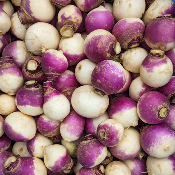 Purple Top Turnip