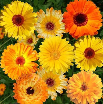 - FRESH - Calendula Flowers