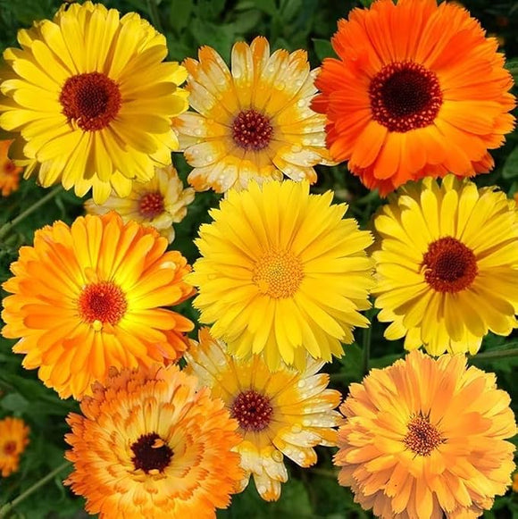 - FRESH - Calendula Flowers