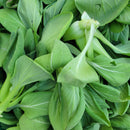 Baby Bok Choy-3