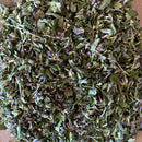 Anise Hyssop-2
