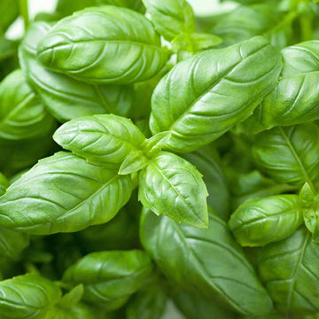 Bulk Basil for Pesto