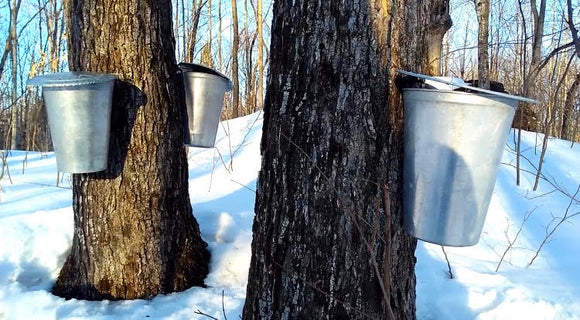 Maple Syrup