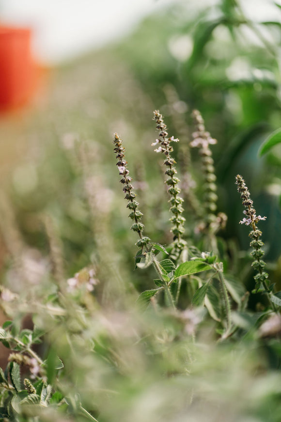 Raspberry Tulsi Kombucha
