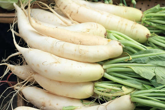 Daikon Radish