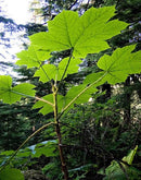 Devils Club Bark Tea-5