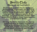 Devils Club Bark Tea-3