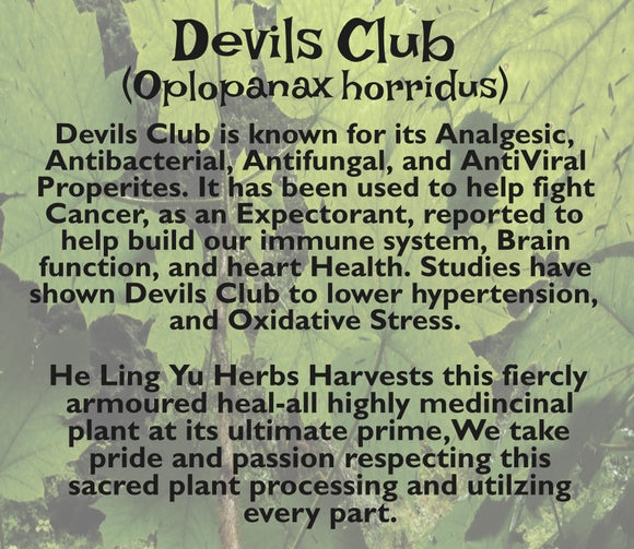 Devils Club Bark Tea