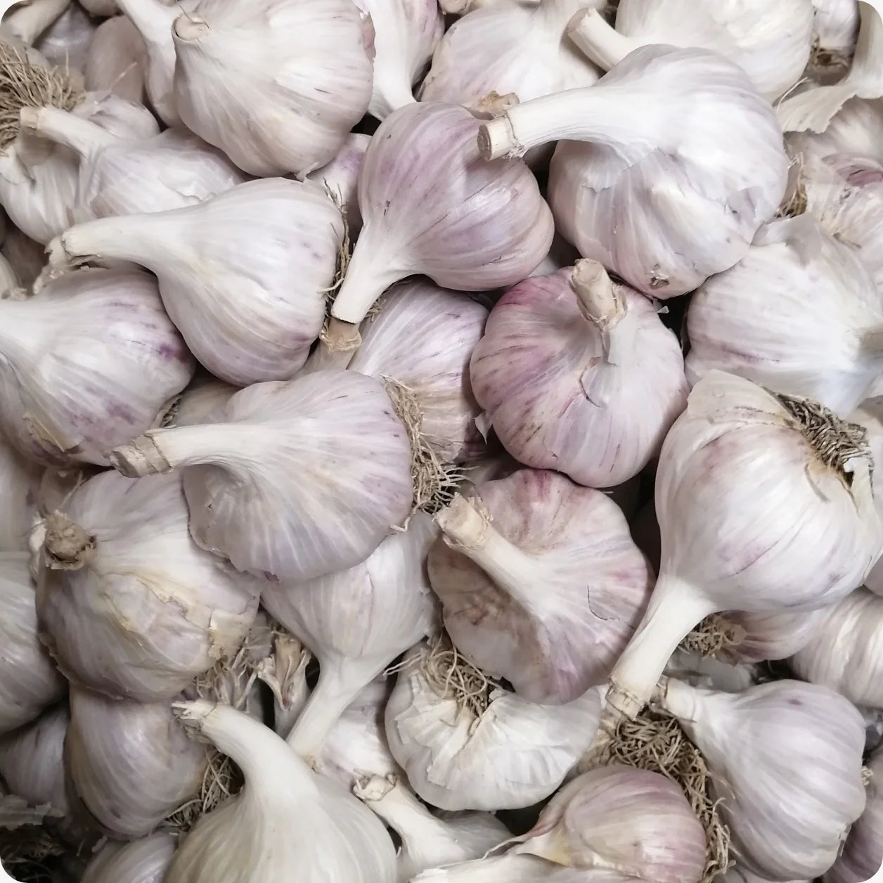 Seed Garlic