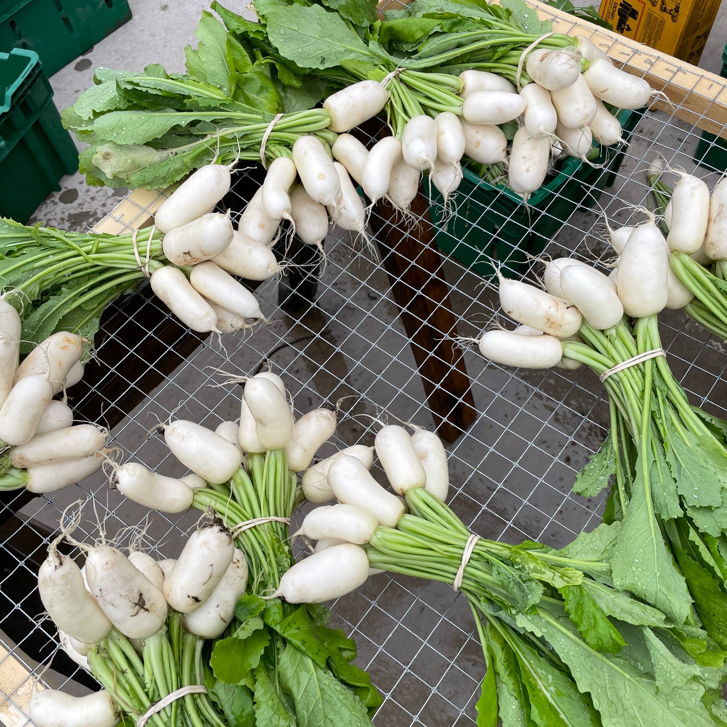 Hakurei Salad Turnips