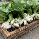 BABY Hakurei Salad Turnips-1
