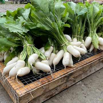 BABY Hakurei Salad Turnips