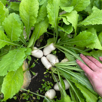 BABY Hakurei Salad Turnips - 0
