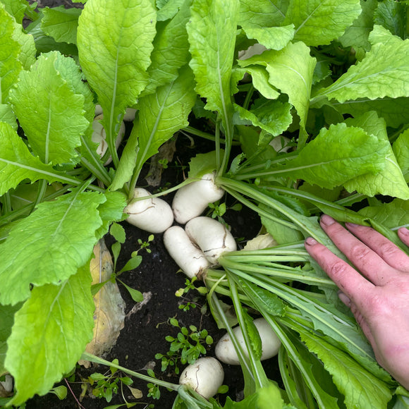 BABY Hakurei Salad Turnips