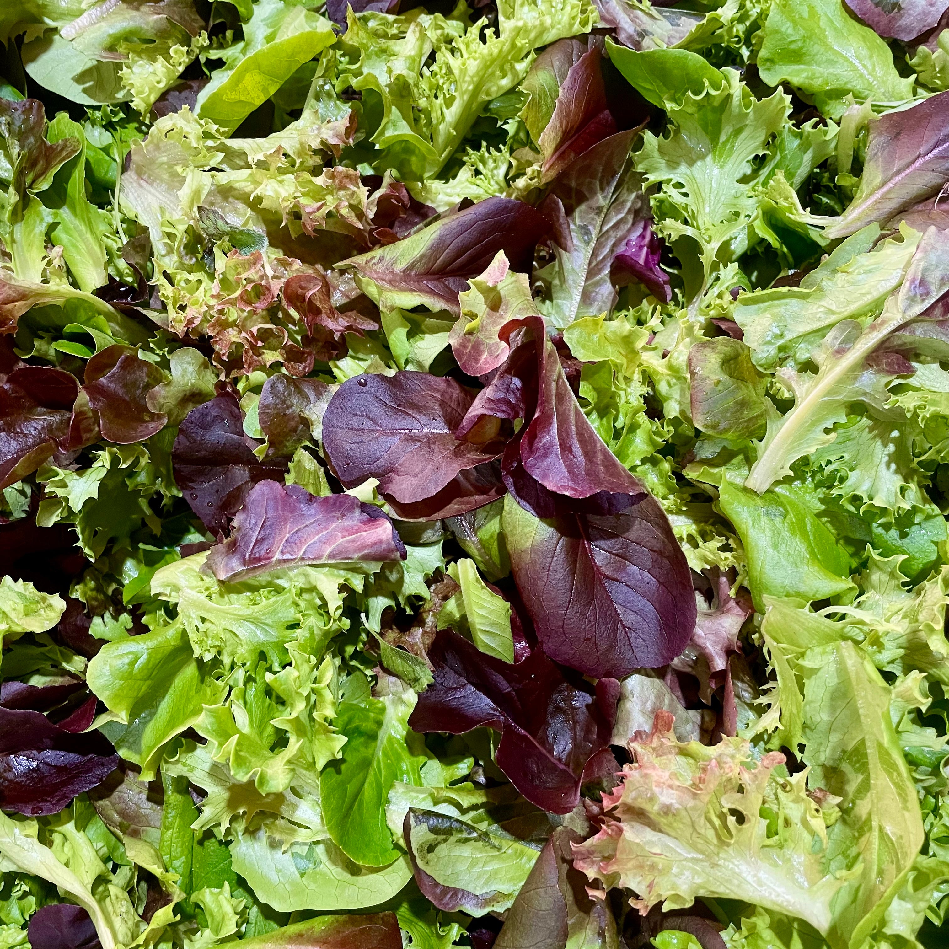 Lettuce Mix