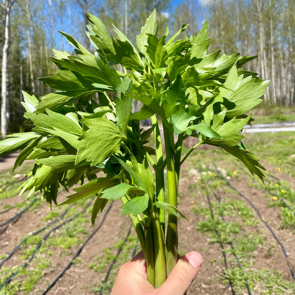 FRESH - Lovage