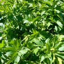 FRESH - Lovage-2
