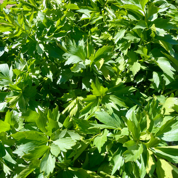 FRESH - Lovage
