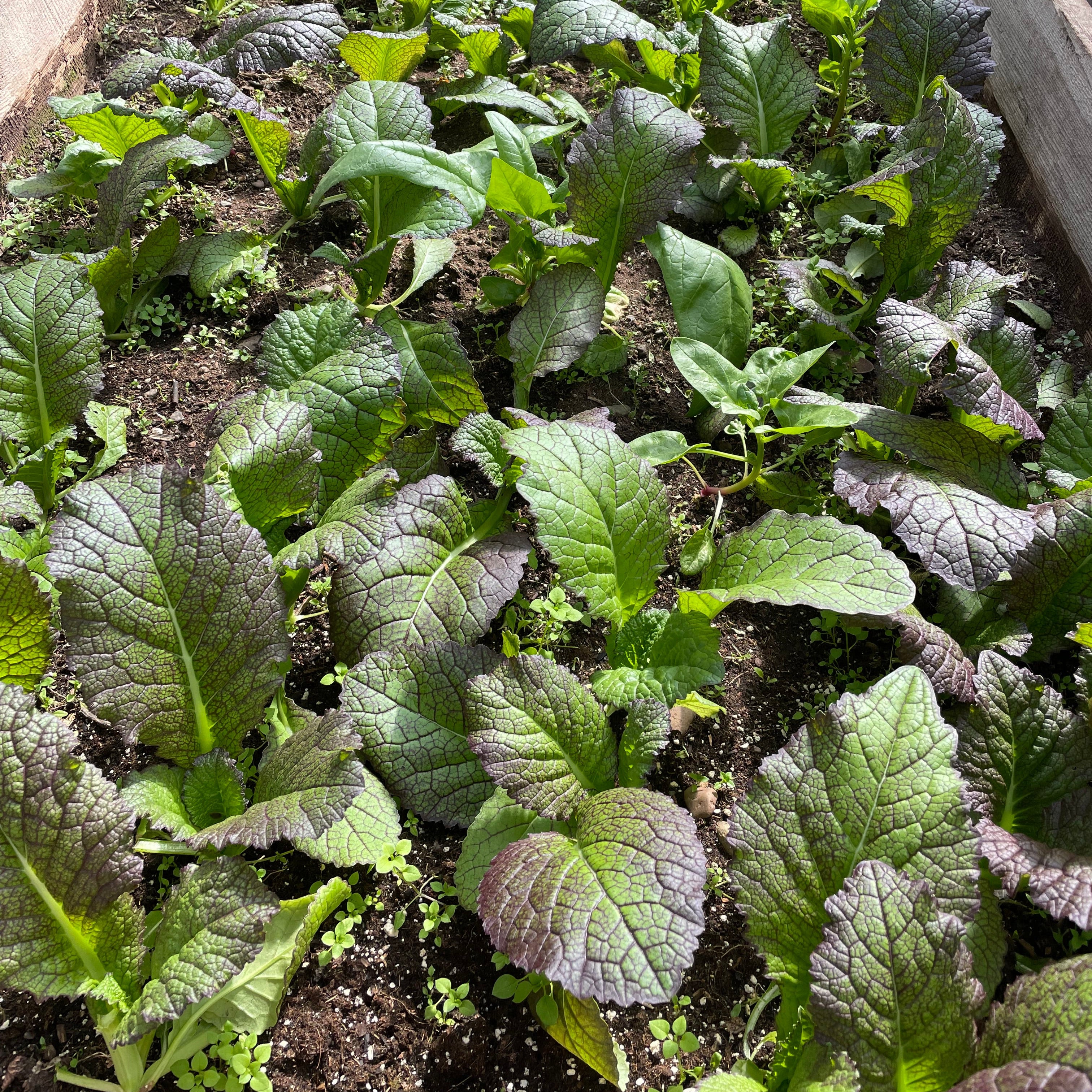 Mustard Greens