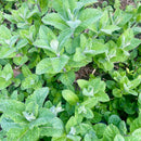 - FRESH - Mint-1