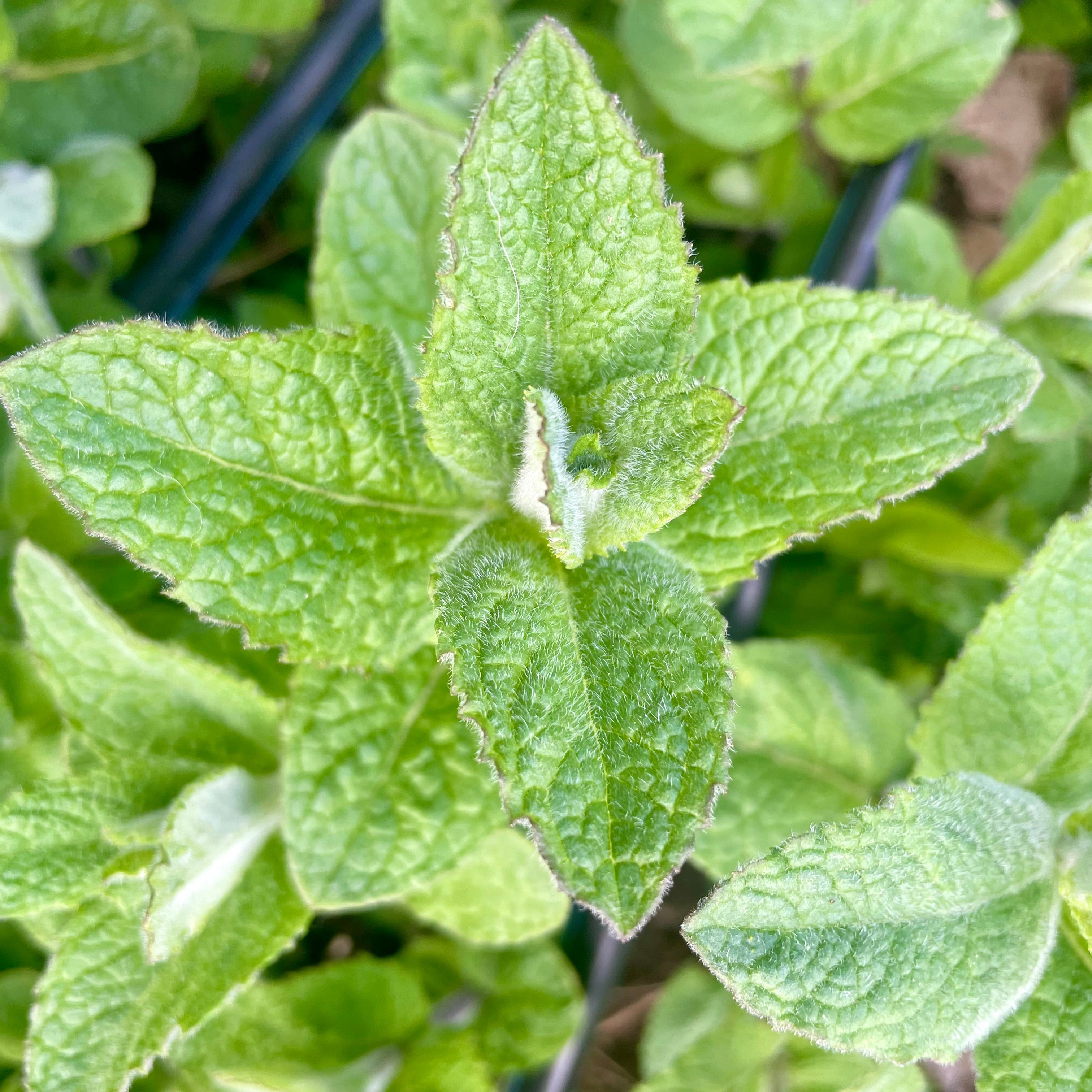 5. FRESH - Mint - 0