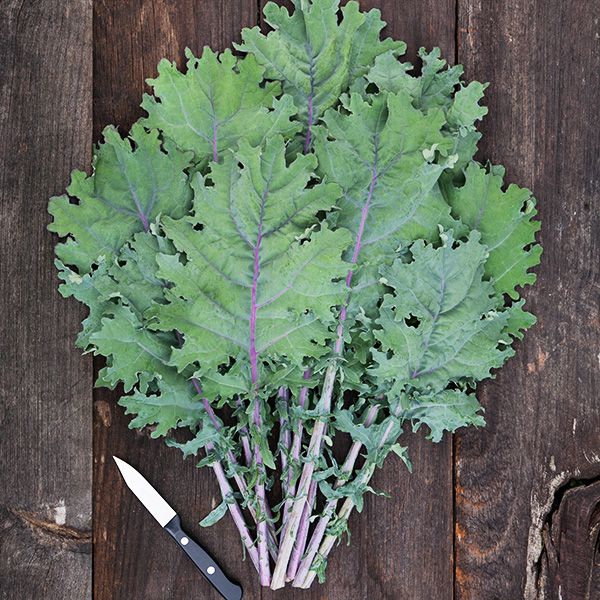 Red Russian Kale Bunch