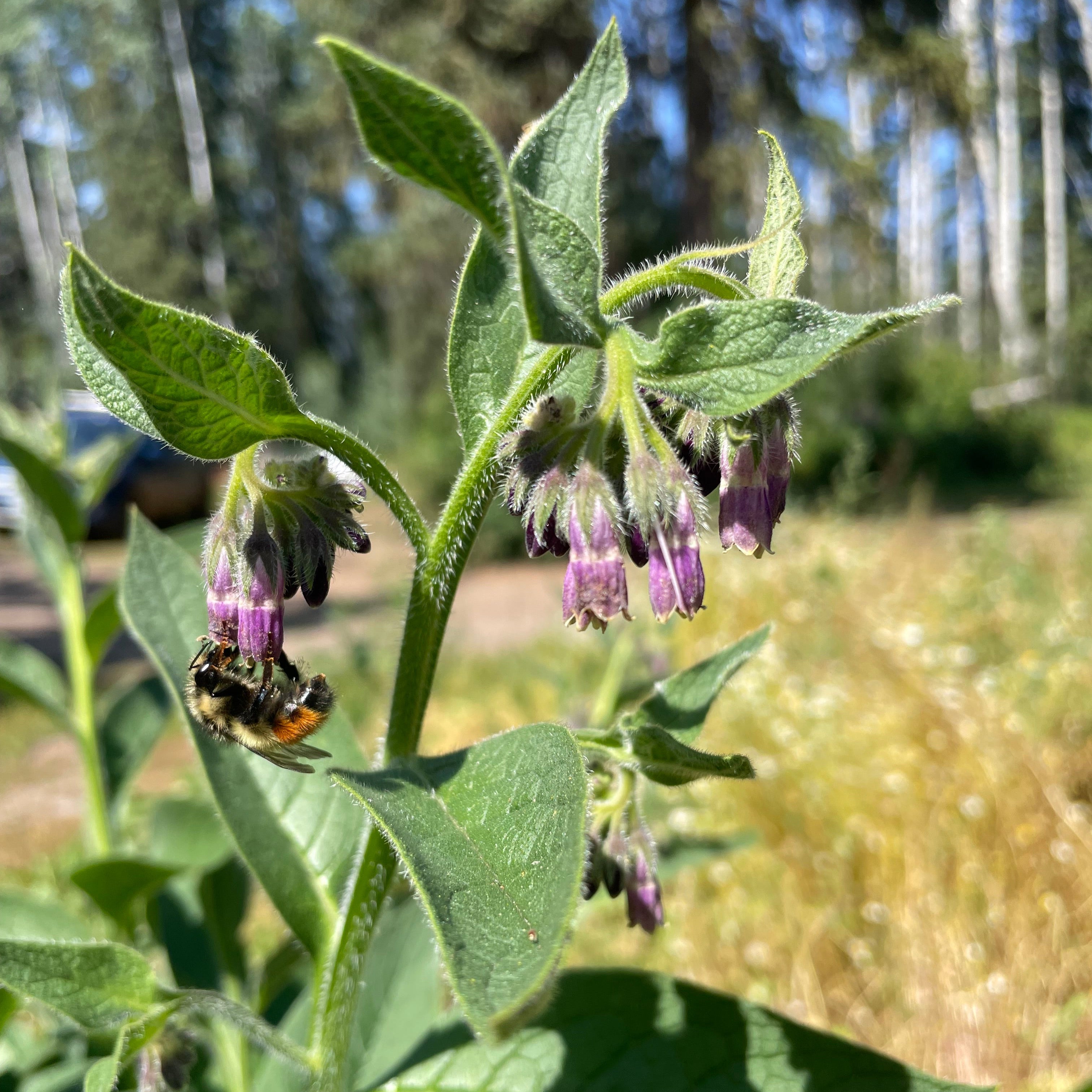 - FRESH - Comfrey Leaf