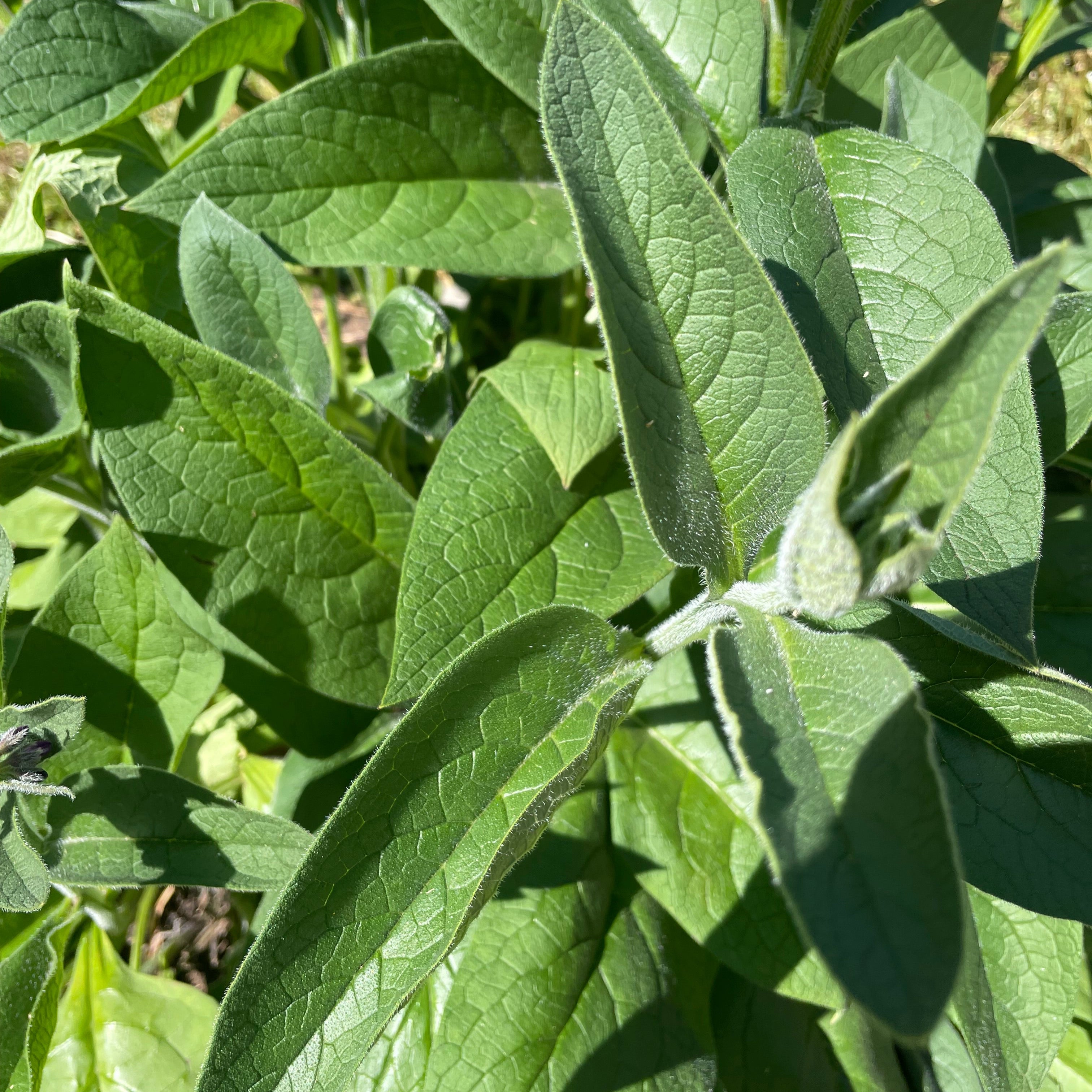 - FRESH - Comfrey Leaf - 0