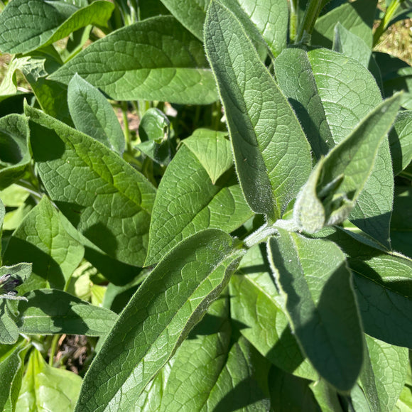 Comfrey Leaf