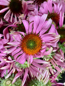 Echinacea-3
