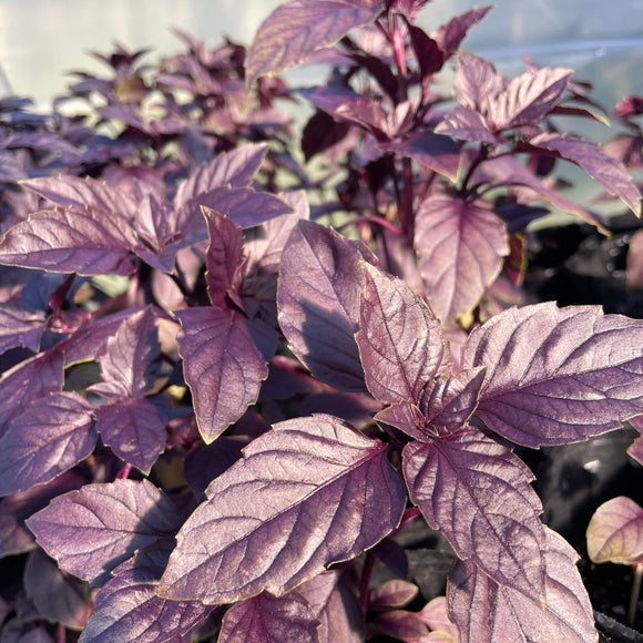 - FRESH - Purple Basil