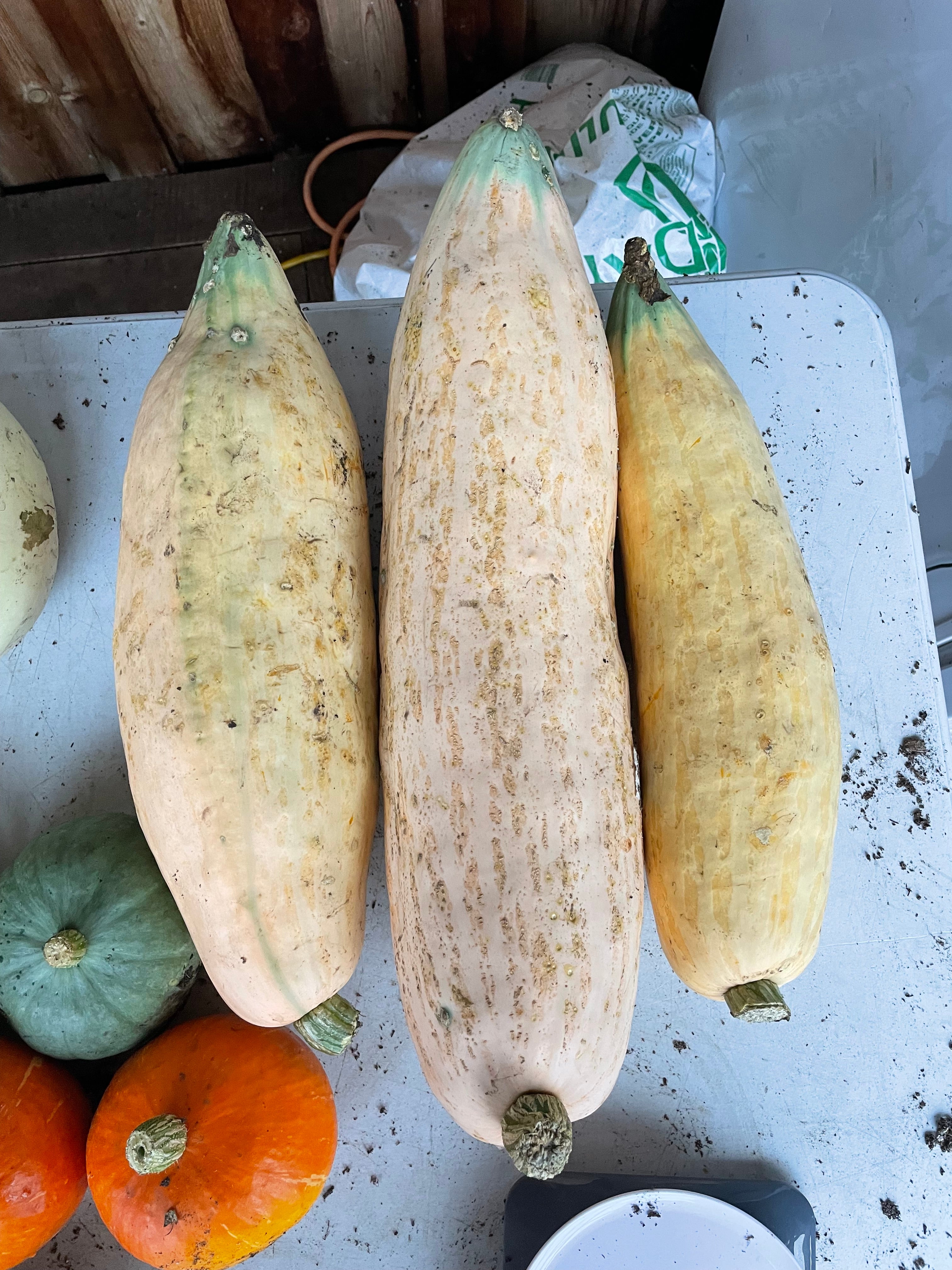 XL Squash - Georgia Candy Roaster