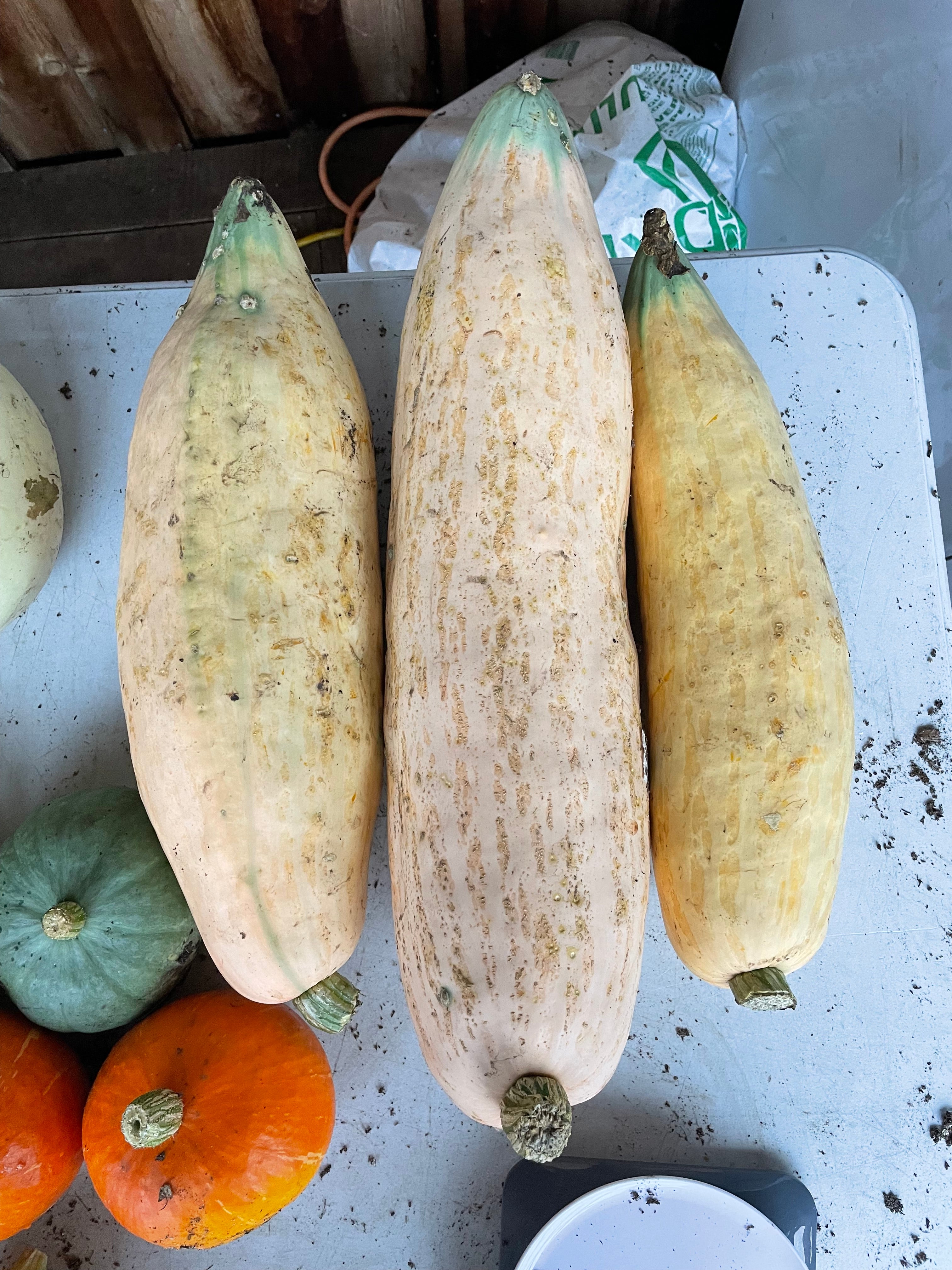 XL Squash - Georgia Candy Roaster - 0