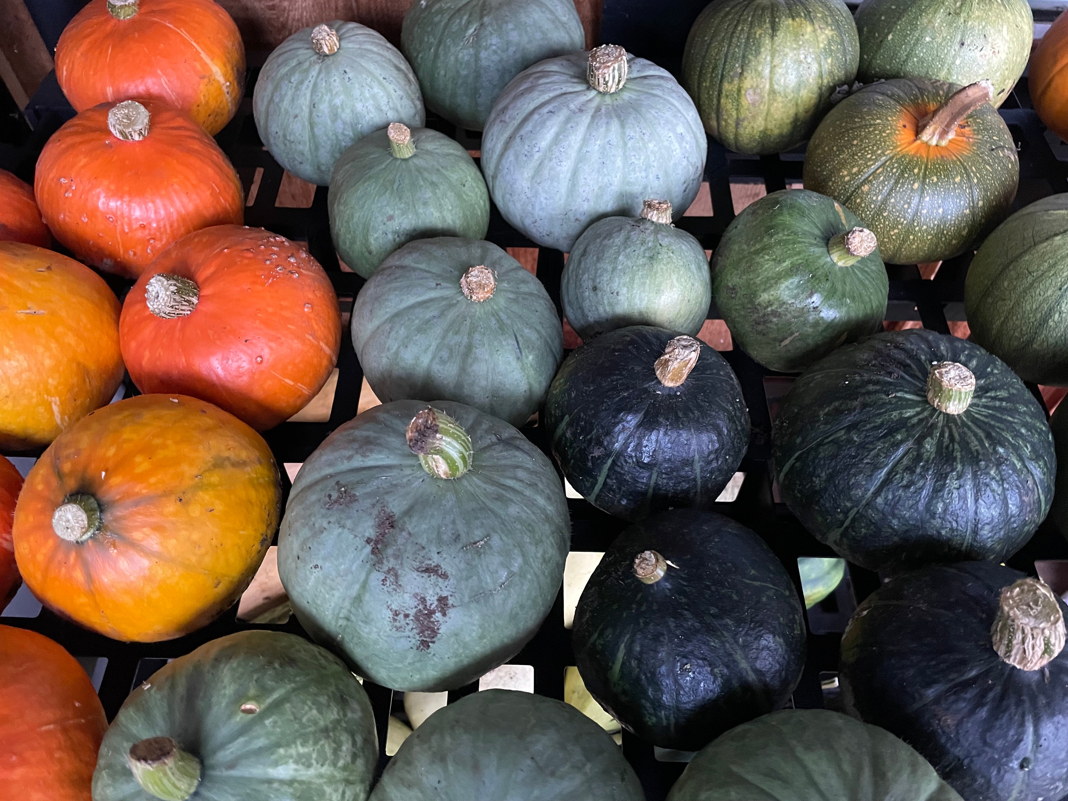 Large Squash