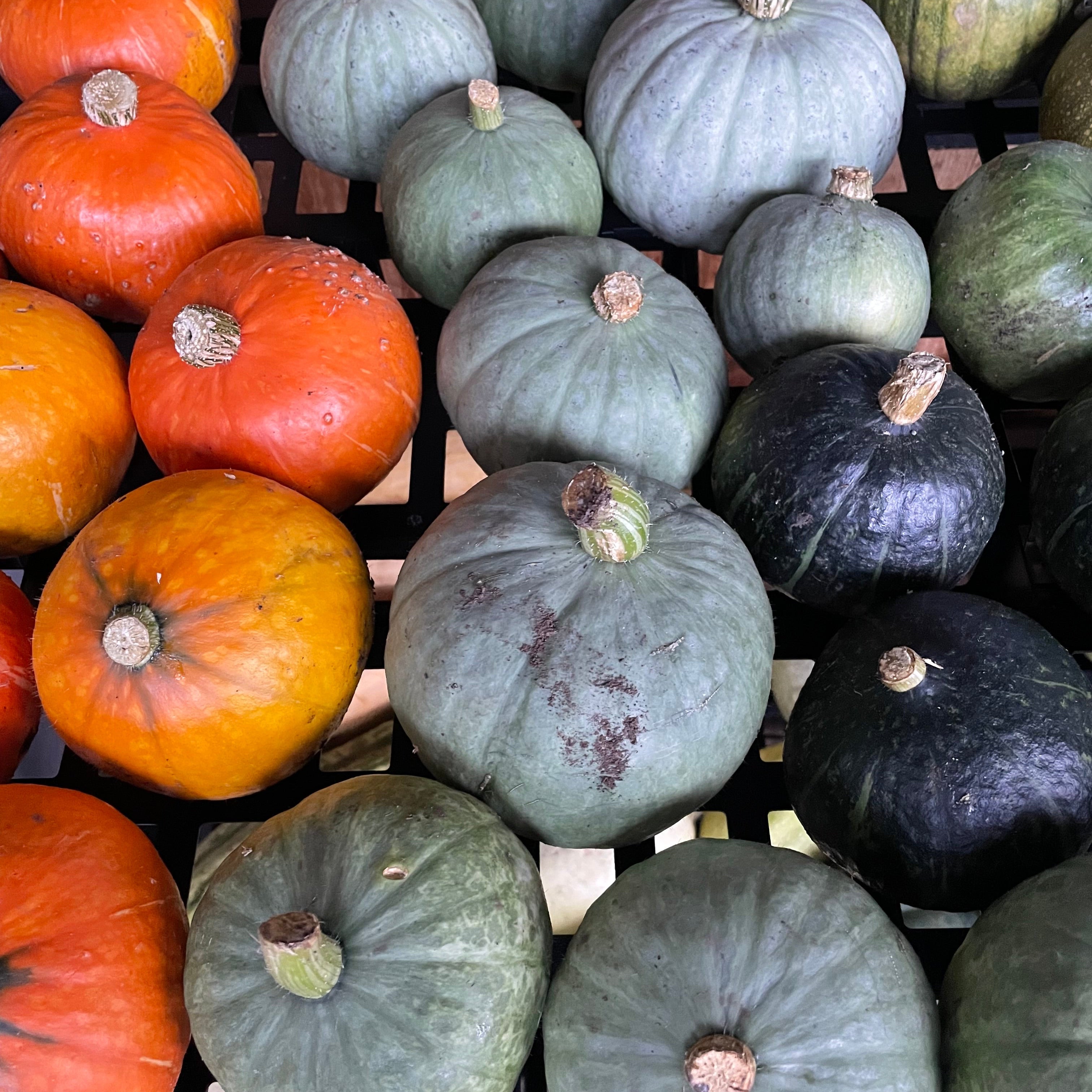Large Squash