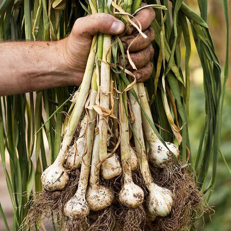 Fresh Garlic
