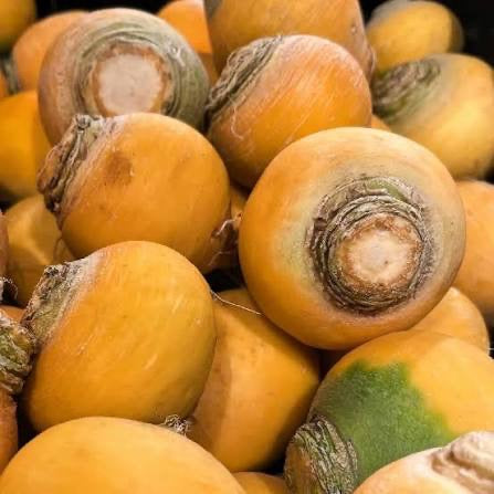 Golden Turnip