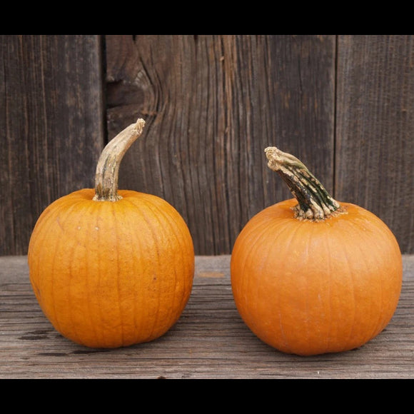 Sugar Pie Pumpkins