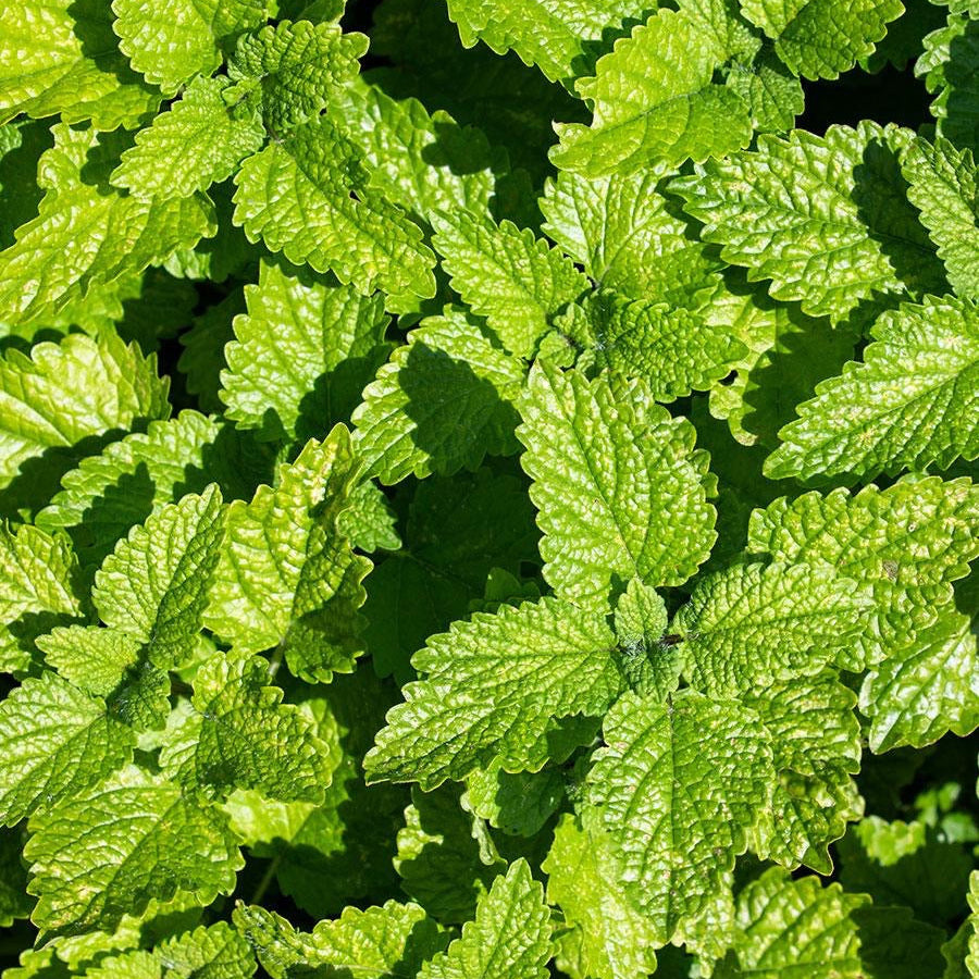 4. FRESH - Lemon Balm