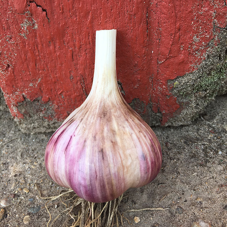 Garlic - 0
