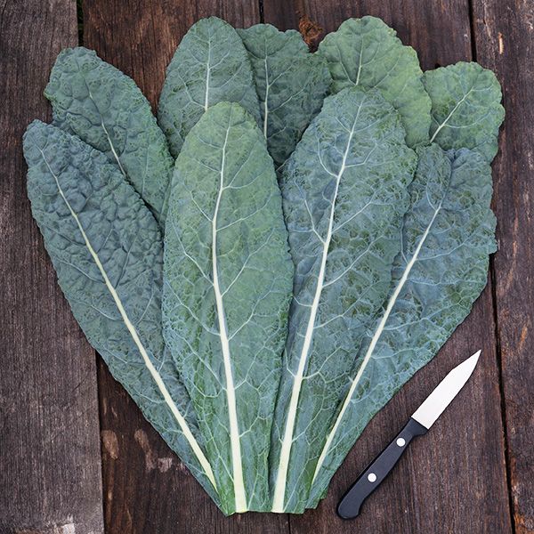 Lacinato/Dinosaur Kale Bunch