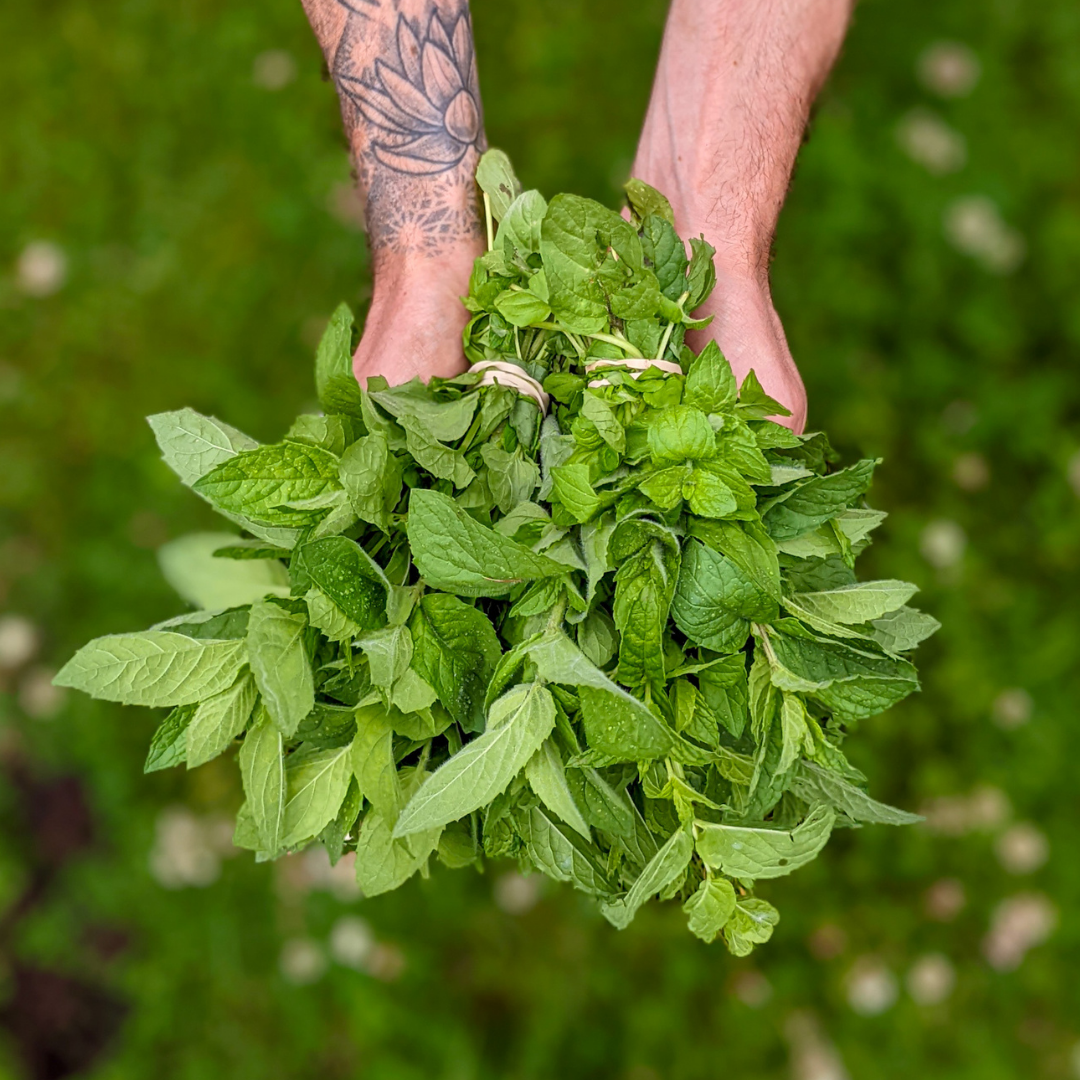 - FRESH - Mint