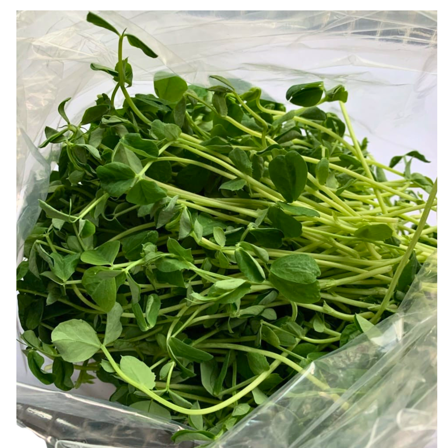 Pea Shoots 100g - 0