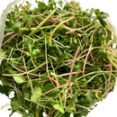 Righteous Mix Microgreens-2