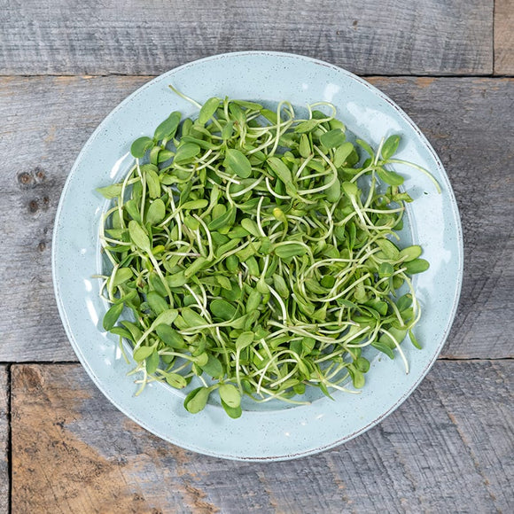 Sunflower Microgreens