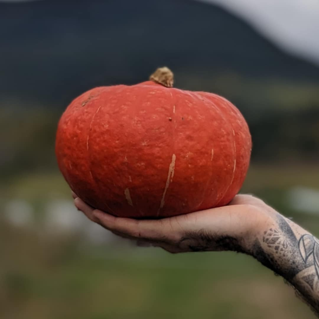 Small Squash