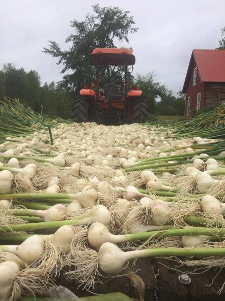 Garlic Flower Salt